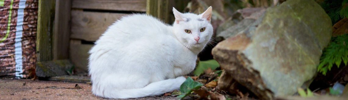 kat artrose welkoop advies